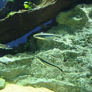 Three-striped African Glass Catfish (Pareutropius buffei)