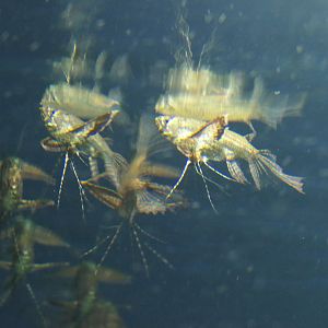 Freshwater Butterflyfish (Pantodon buchholzi)