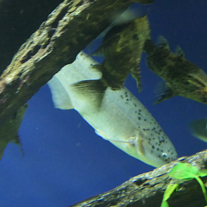 Bebe Mormyrid (Hyperopsius bebe occidentalis)