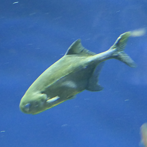 Petrocephalus tenuicaudatus