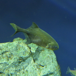 Petrocephalus tenuicaudatus