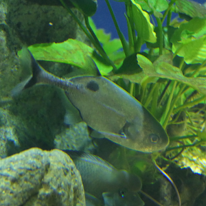 Ogooue River Mormyrid (Petrocephalus balayi)