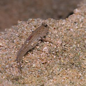 Shuttles Hoppfish (Periophthalmus modestus)