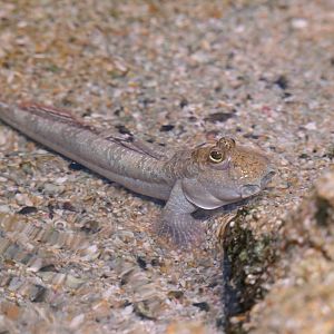 Shuttles Hoppfish (Periophthalmus modestus)