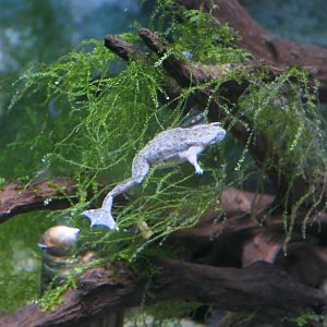 Congo Dwarf Clawed Frog (Hymenochirus boettgeri)