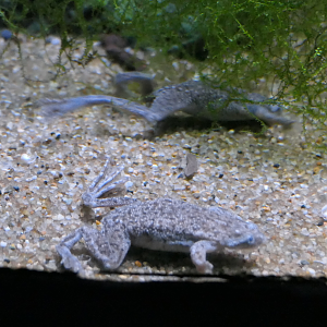 Congo Dwarf Clawed Frog (Hymenochirus boettgeri)