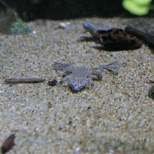 Congo Dwarf Clawed Frog (Hymenochirus boettgeri)