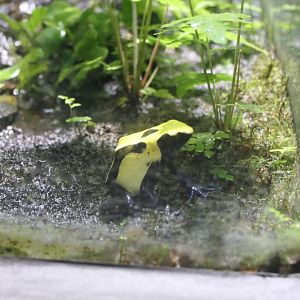 Dendrobates tinctorius morph ID?