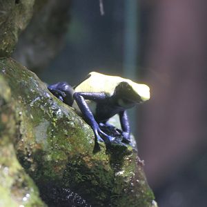 Dendrobates tinctorius morph ID?