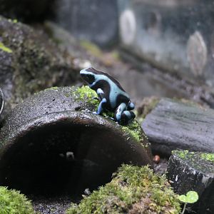 Green and Black Poison Dart Frog (Dendrobates auratus)