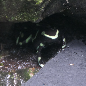 Dendrobates aureus morph ID?