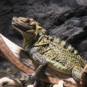 Philippine Sailfin Lizard (Hydrosaurus pustulatus)