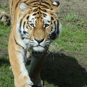 Amur Tiger