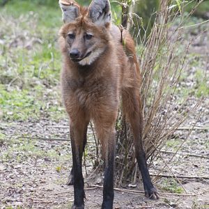Maned Wolf