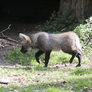 Maned Wolf
