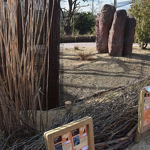 New Tsavo Aviary Viewing, Heart of Africa at Chester, 12th April 2025