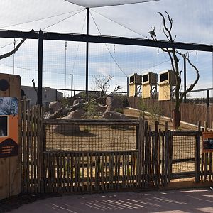Vulture Aviary, Heart of Africa at Chester, 12th April 2025