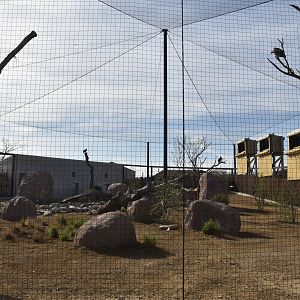 Vulture Aviary, Heart of Africa at Chester, 12th April 2025