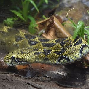 Ethiopian Mountain Adder in Hidden Savannah, Heart of Africa at Chester, 12th April 2025