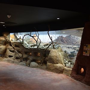 Hidden Savannah, Heart of Africa at Chester, 12th April 2025