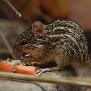 Barbary Striped Grass Mouse in Hidden Savannah, Heart of Africa at Chester, 12th April 2025