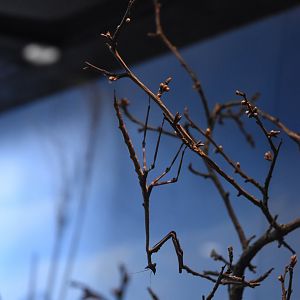 Cat-eyed Mantis in Hidden Savannah, Heart of Africa at Chester, 12th April 2025