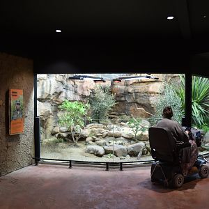 Mixed Reptile Exhibit in Hidden Savannah, Heart of Africa at Chester, 12th April 2025
