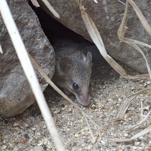Southern African Spiny Mouse in Hidden Savannah, Heart of Africa at Chester, 12th April 2025
