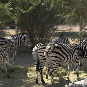 Plain Zebras, Savanna