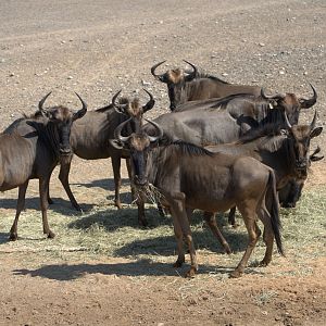 Blue Wildebeest, Serengeti
