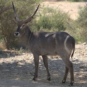 Common Waterbuck,  Savanna