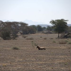 Blesbok, Savanna
