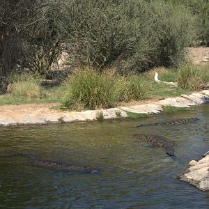 Nile Crocodiles