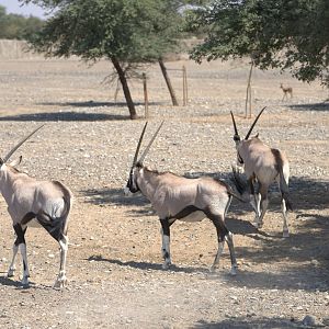 Gemsboks, Kalahari