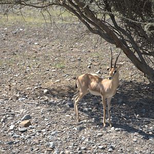 Chinkara