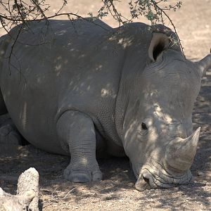 White Rhino,  Ngorongoro