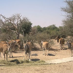 Common Eland, Savanna