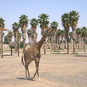 Cape Giraffe,  Moremi