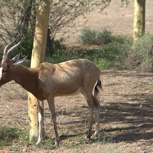 Blesbok, Savanna