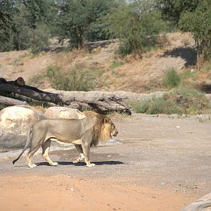 African Lion