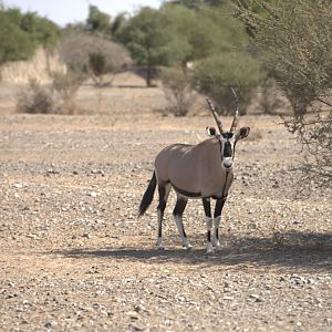 Gemsbok