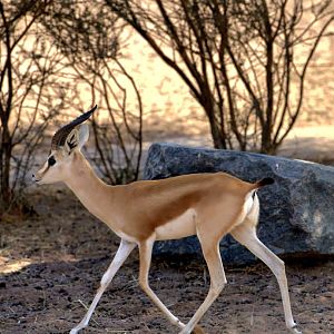 Isabella Dorca Gazelle, Sahel