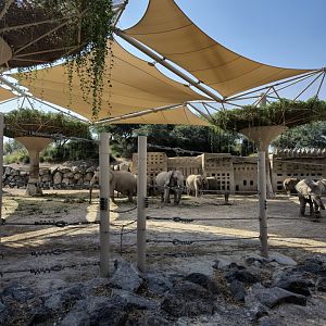Elephants, Niger Valley