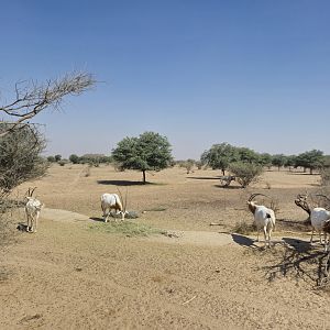 Scimitar-horned Oryx,  Sahel