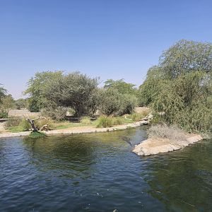 Nile Crocodile exhibit