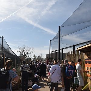 Vulture Viewing Area, Heart of Africa at Chester, 12th April 2025