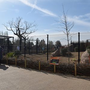 First Dik-dik Enclosure, Heart of Africa at Chester, 12th April 2025