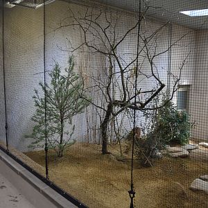 Indoor Lovebird Aviary, Heart of Africa at Chester, 12th April 2025