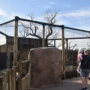 Verreaux's Eagle Owl Aviary, Heart of Africa at Chester, 12th April 2025