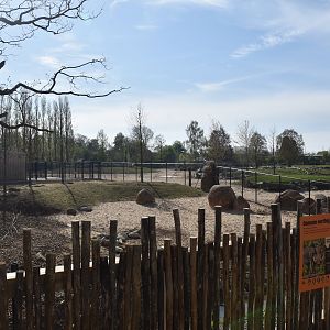 Warthog Enclosure, Heart of Africa at Chester, 12th April 2025